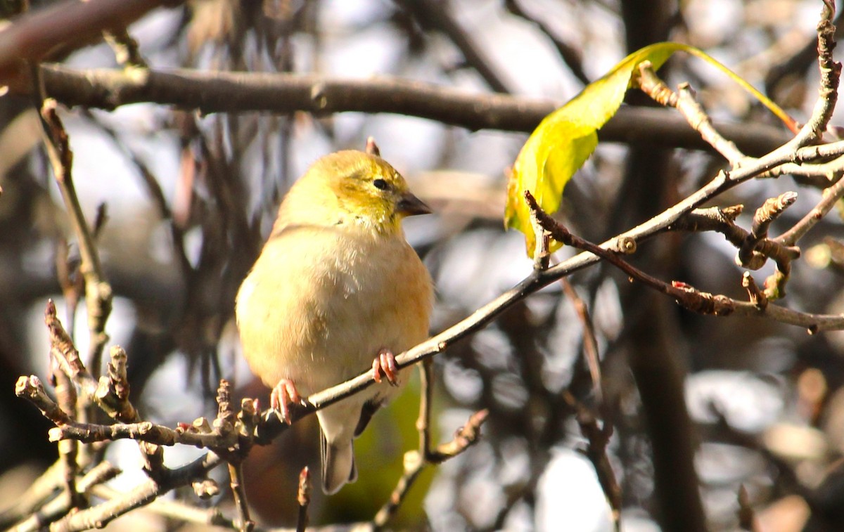 American Goldfinch - ML645133150