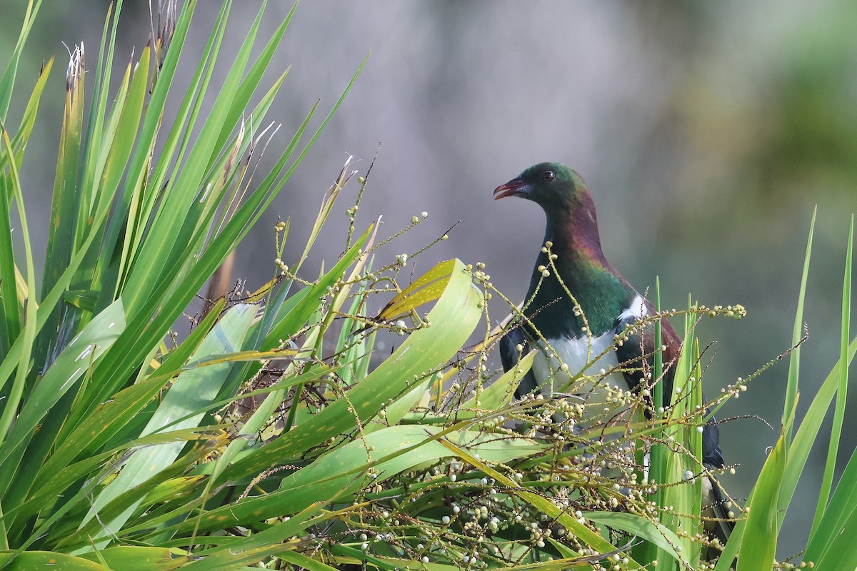 ニュージーランドバト - ML645133157