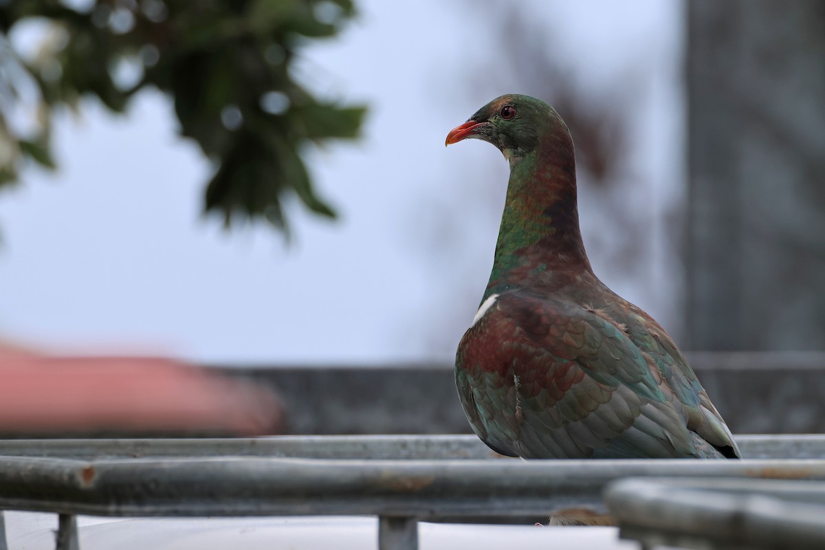 ニュージーランドバト - ML645133158