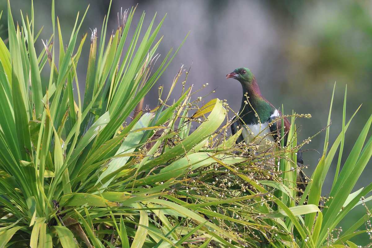 ニュージーランドバト - ML645133159