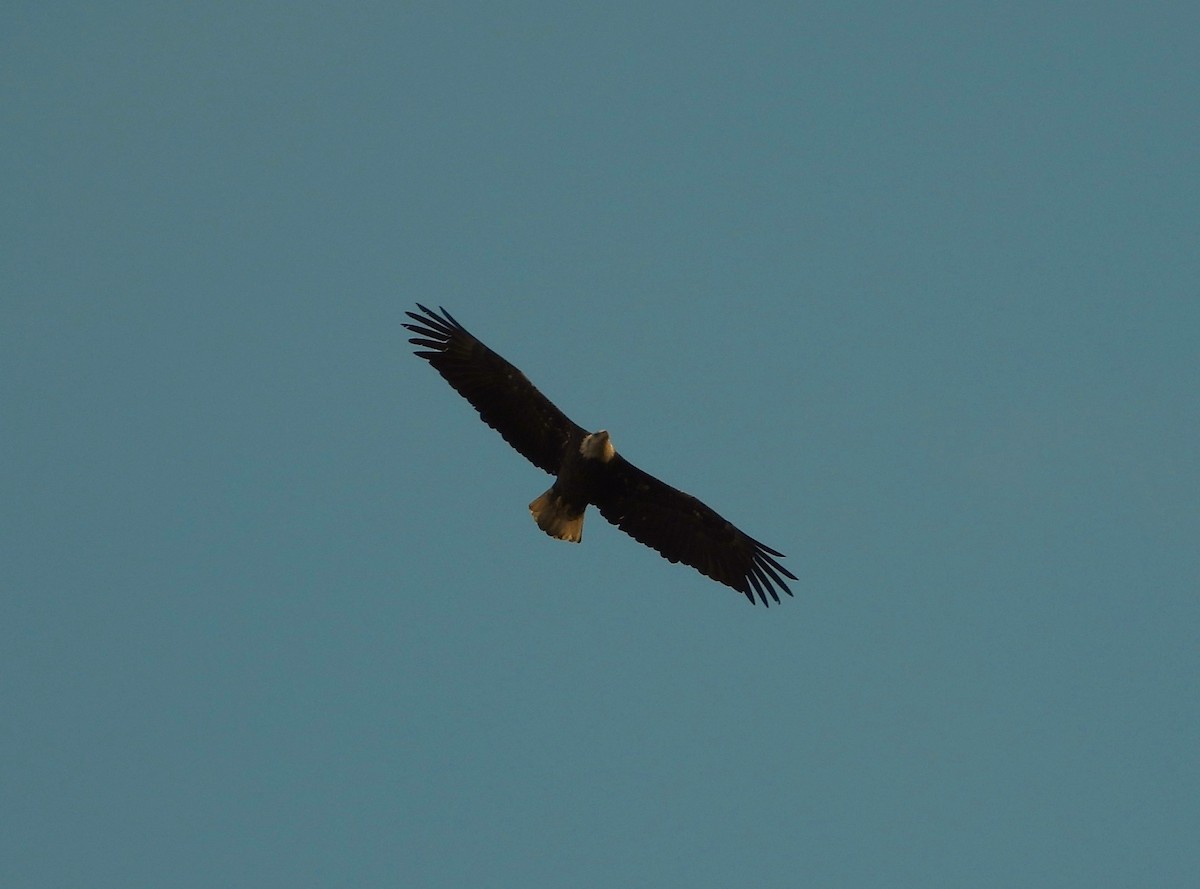 Bald Eagle - ML645133188
