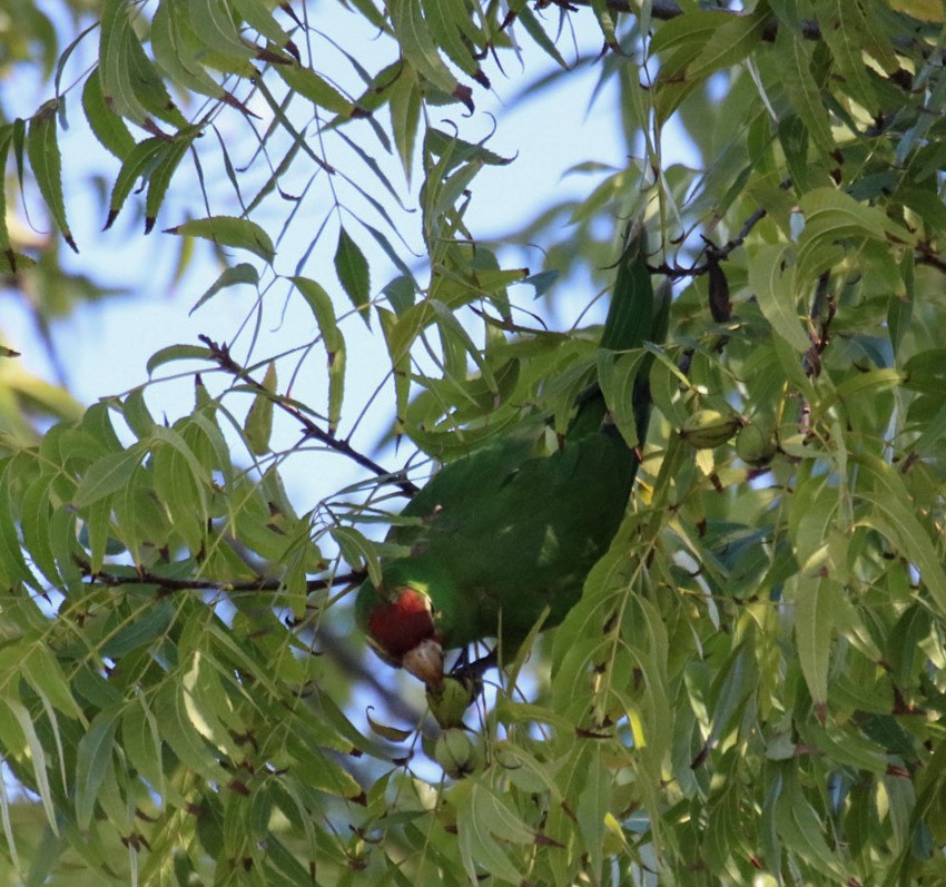 Red-masked Parakeet - ML645133192