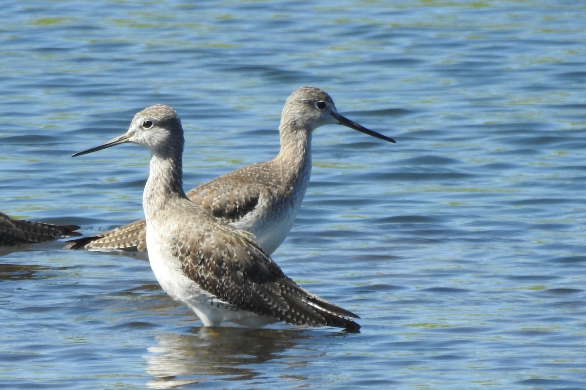 Greater Yellowlegs - ML645133204