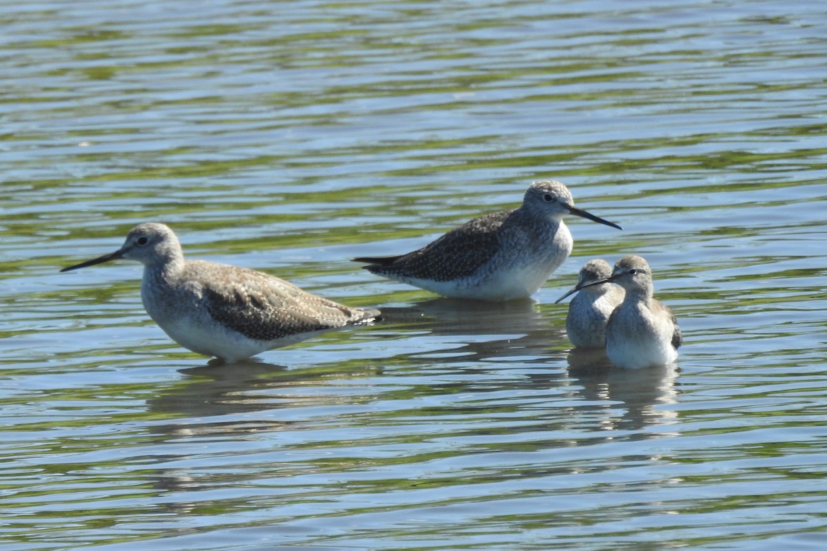 Greater Yellowlegs - ML645133205