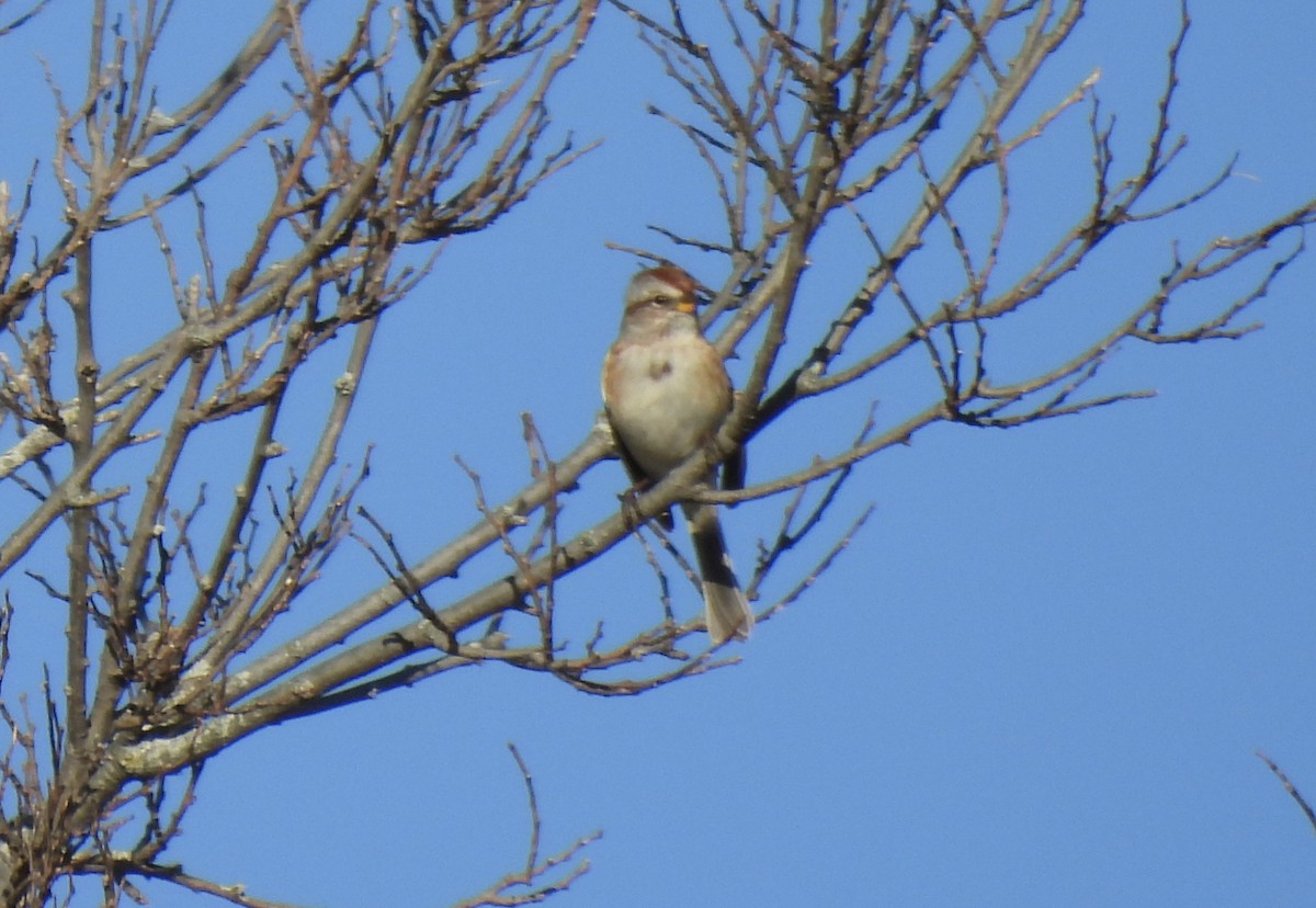 Пасовник північний - ML645133209
