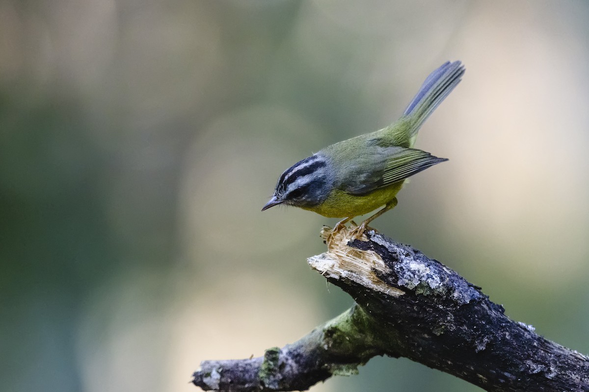 Golden-crowned Warbler - ML645133229