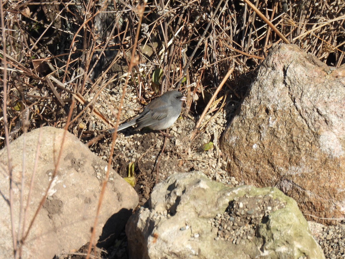 Dark-eyed Junco - ML645133235
