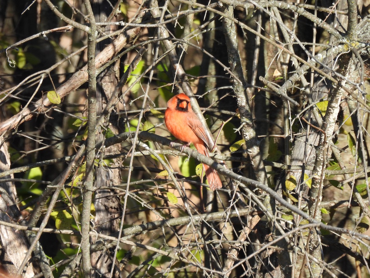 Northern Cardinal - ML645133246