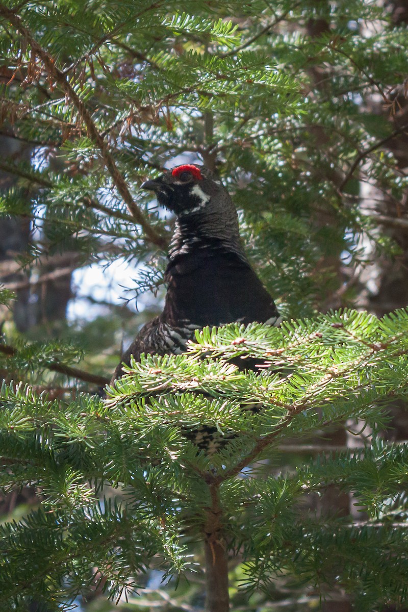 Spruce Grouse - ML645133254