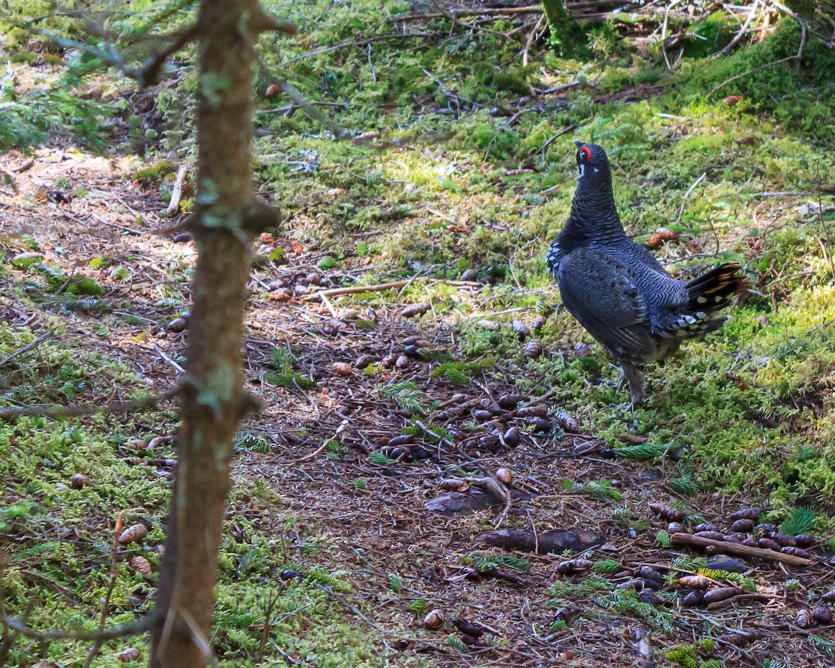 Spruce Grouse - ML645133255