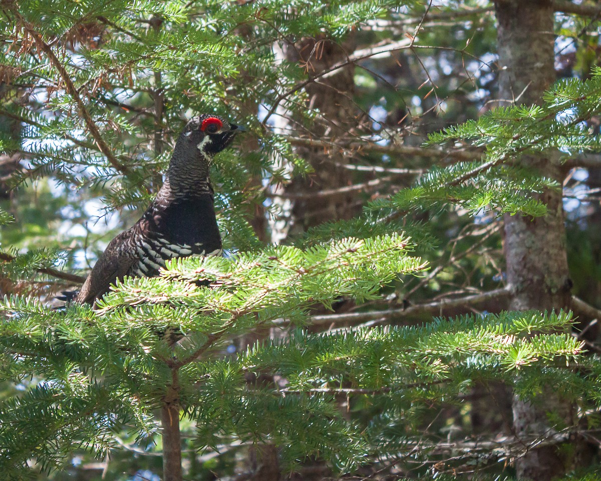 Spruce Grouse - ML645133256