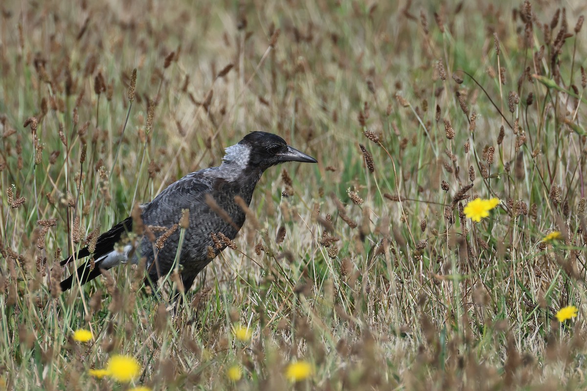 Australian Magpie - ML645133259