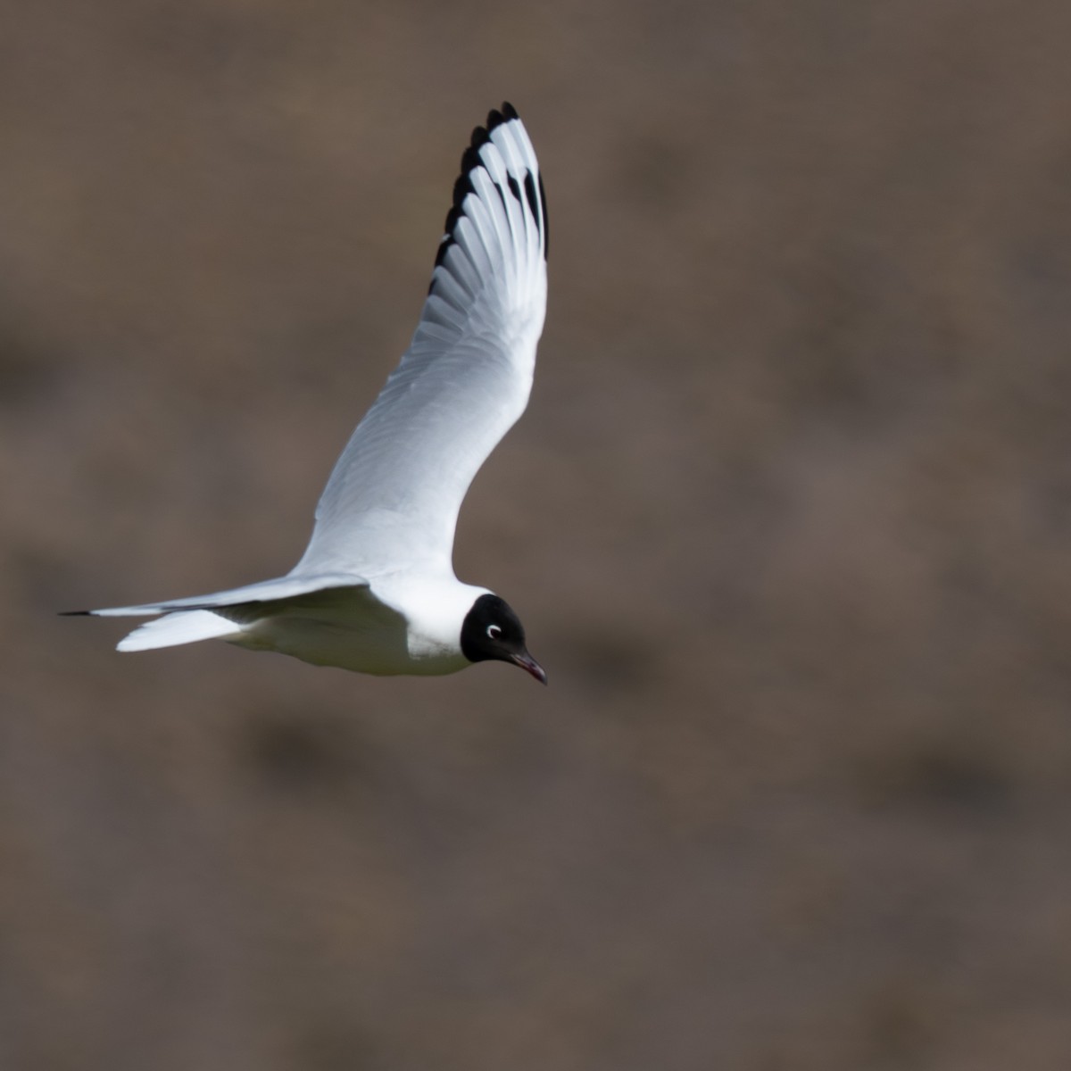 Andean Gull - ML645133272