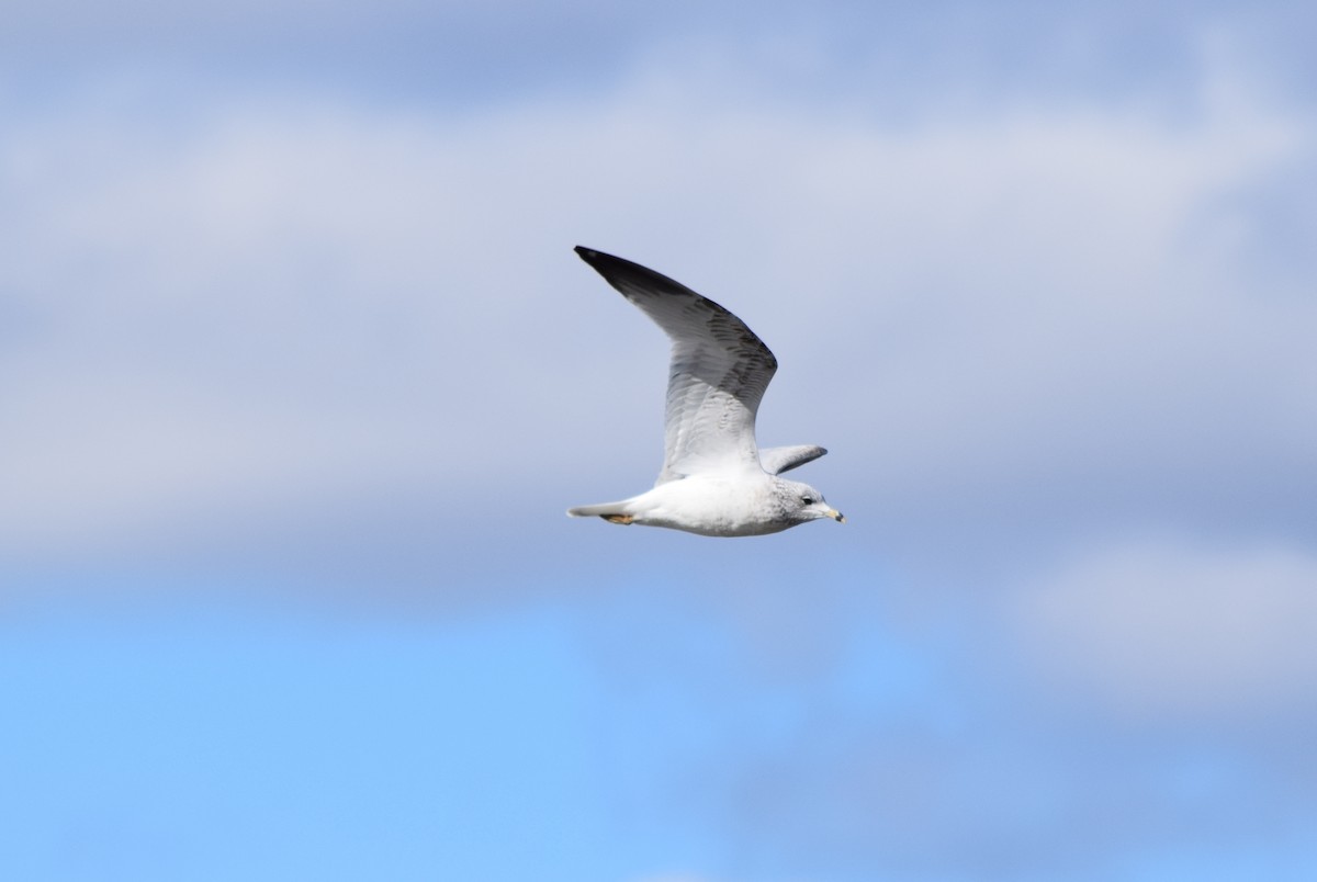 Ring-billed Gull - ML645133273
