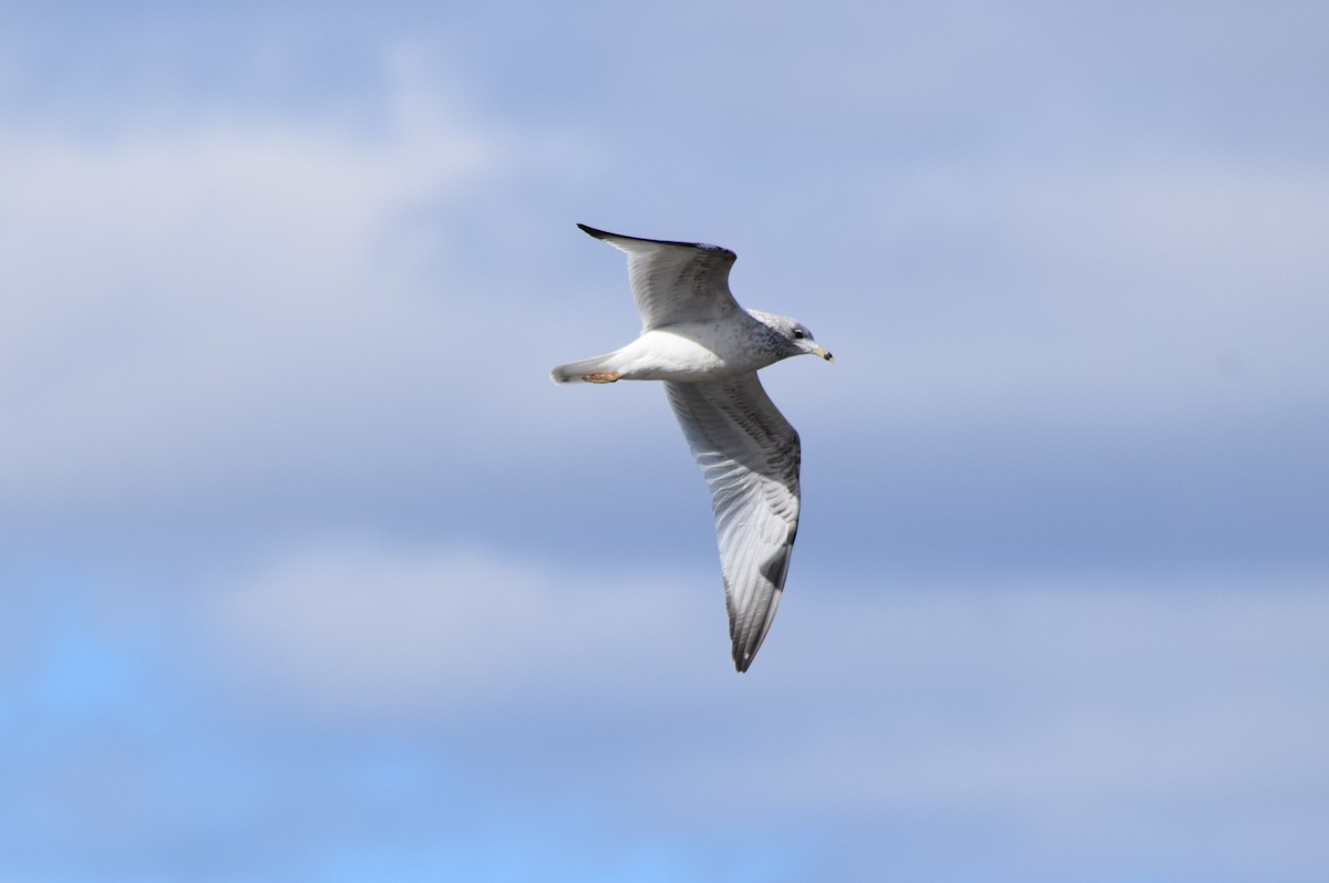 Ring-billed Gull - ML645133274