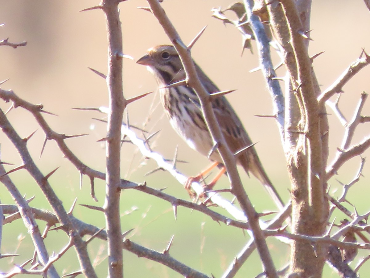 Savannah Sparrow - ML645133278