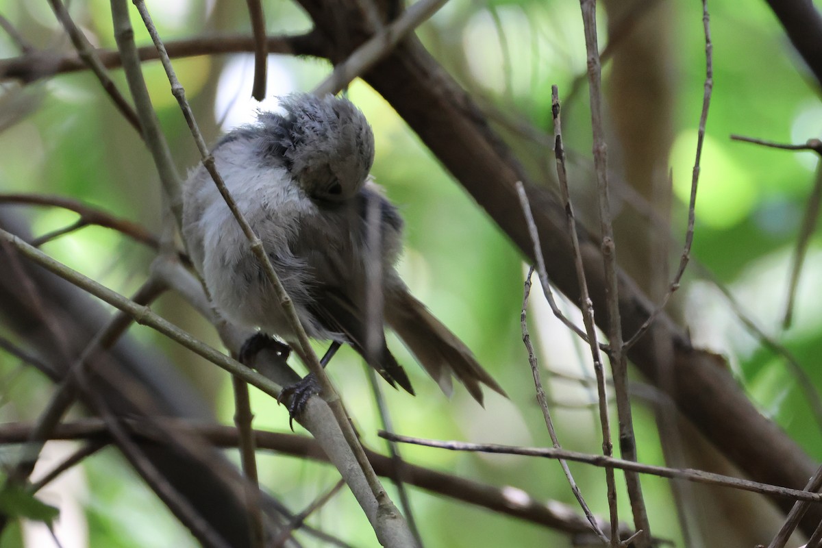 Whitehead - ML645133279