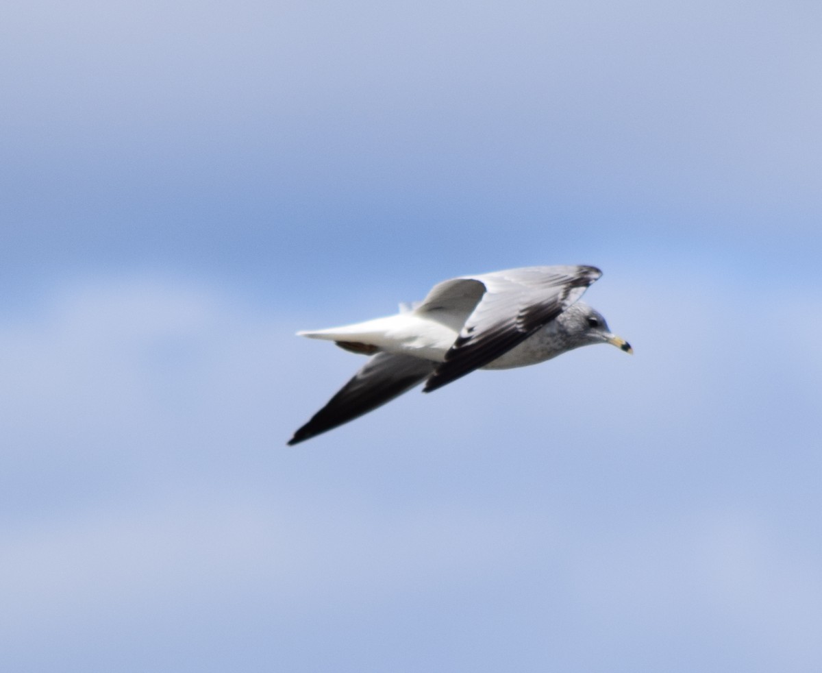 Ring-billed Gull - ML645133281