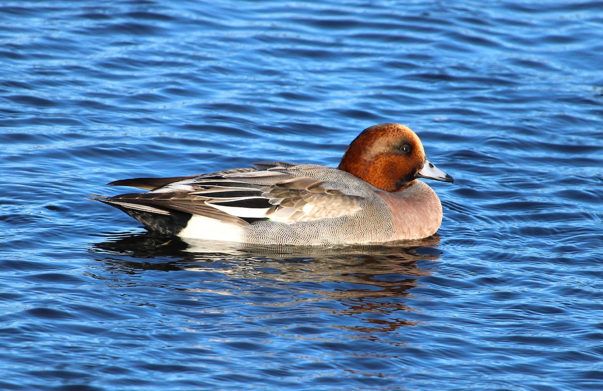 Eurasian Wigeon - ML645133284