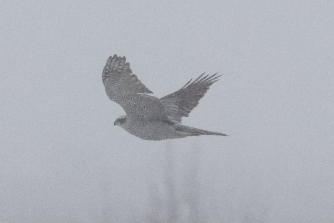 American Goshawk - ML645133285