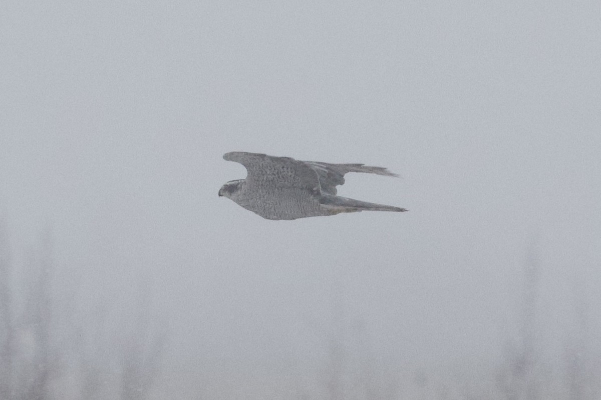American Goshawk - ML645133286