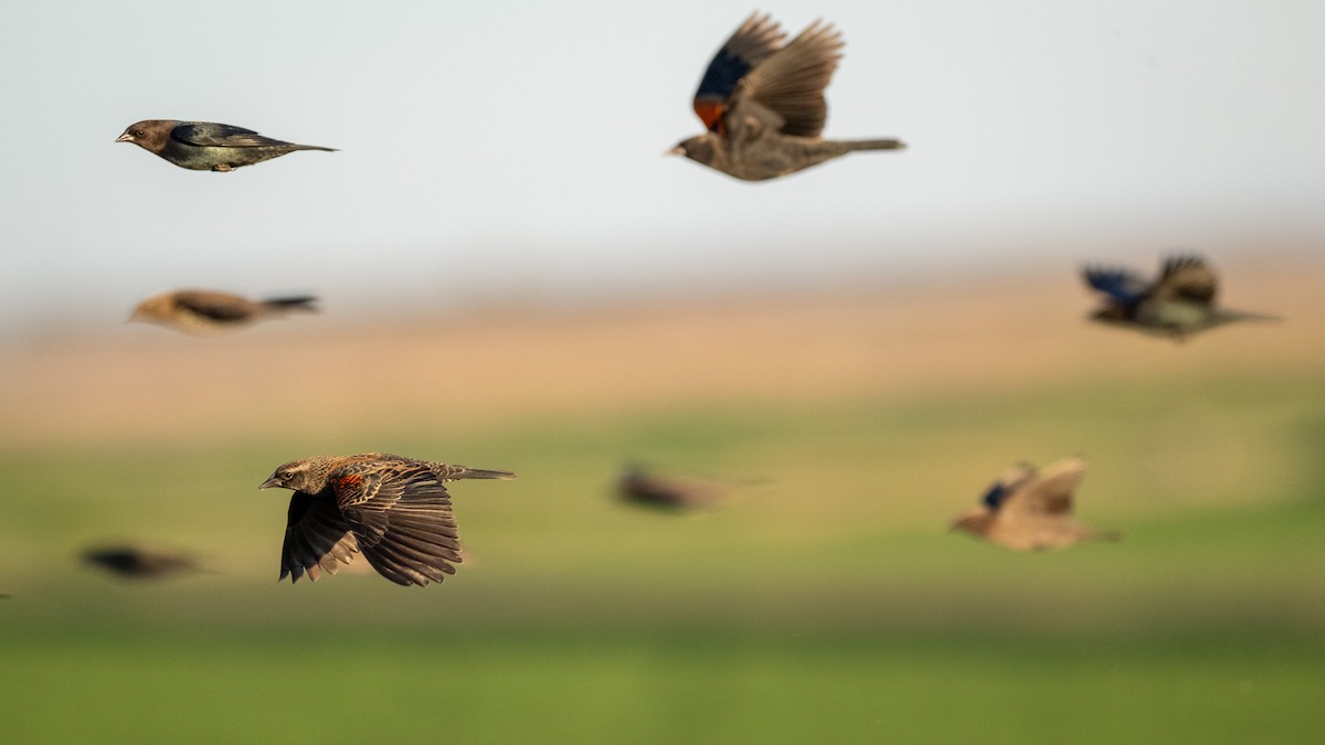 Red-winged Blackbird - ML645133287