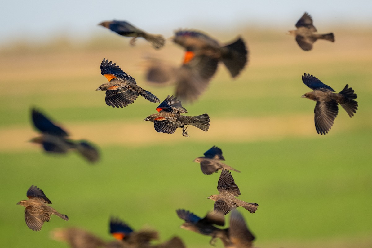 Red-winged Blackbird - ML645133288