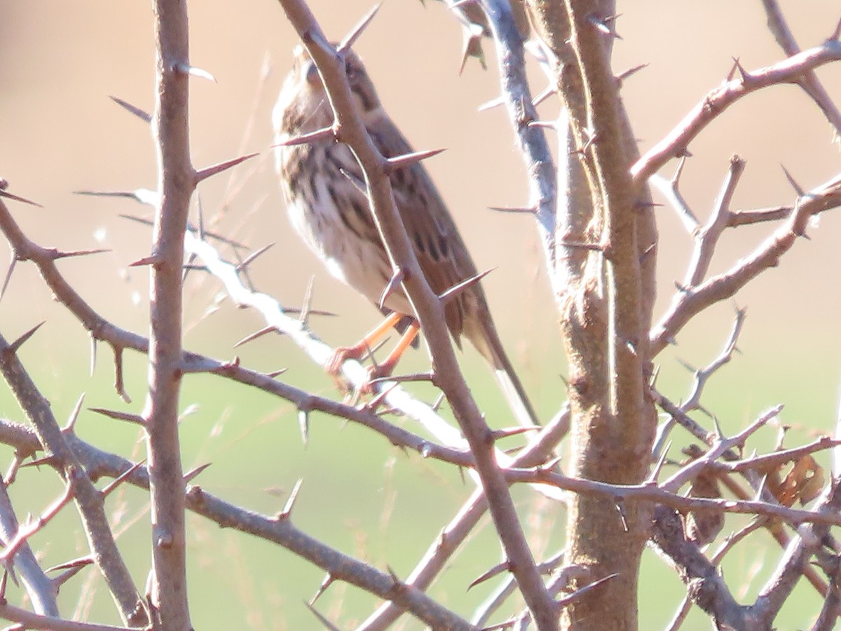 Savannah Sparrow - ML645133289