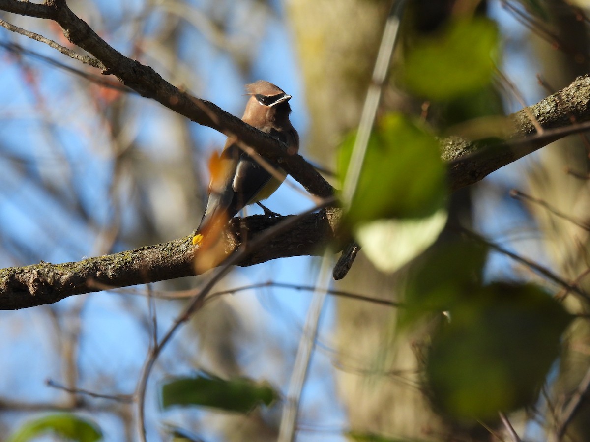 Cedar Waxwing - ML645133291