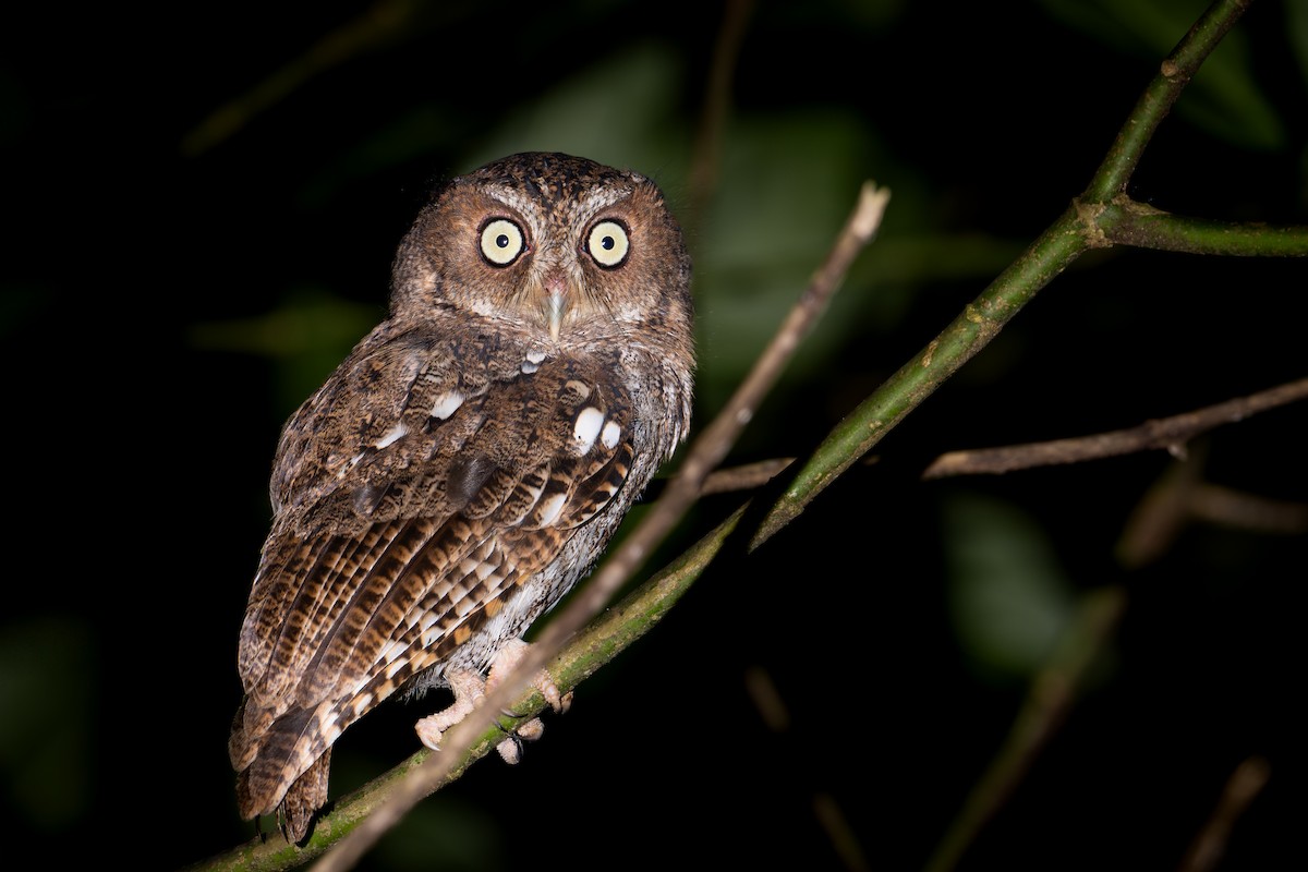 Middle American Screech-Owl (Middle American) - ML645133293