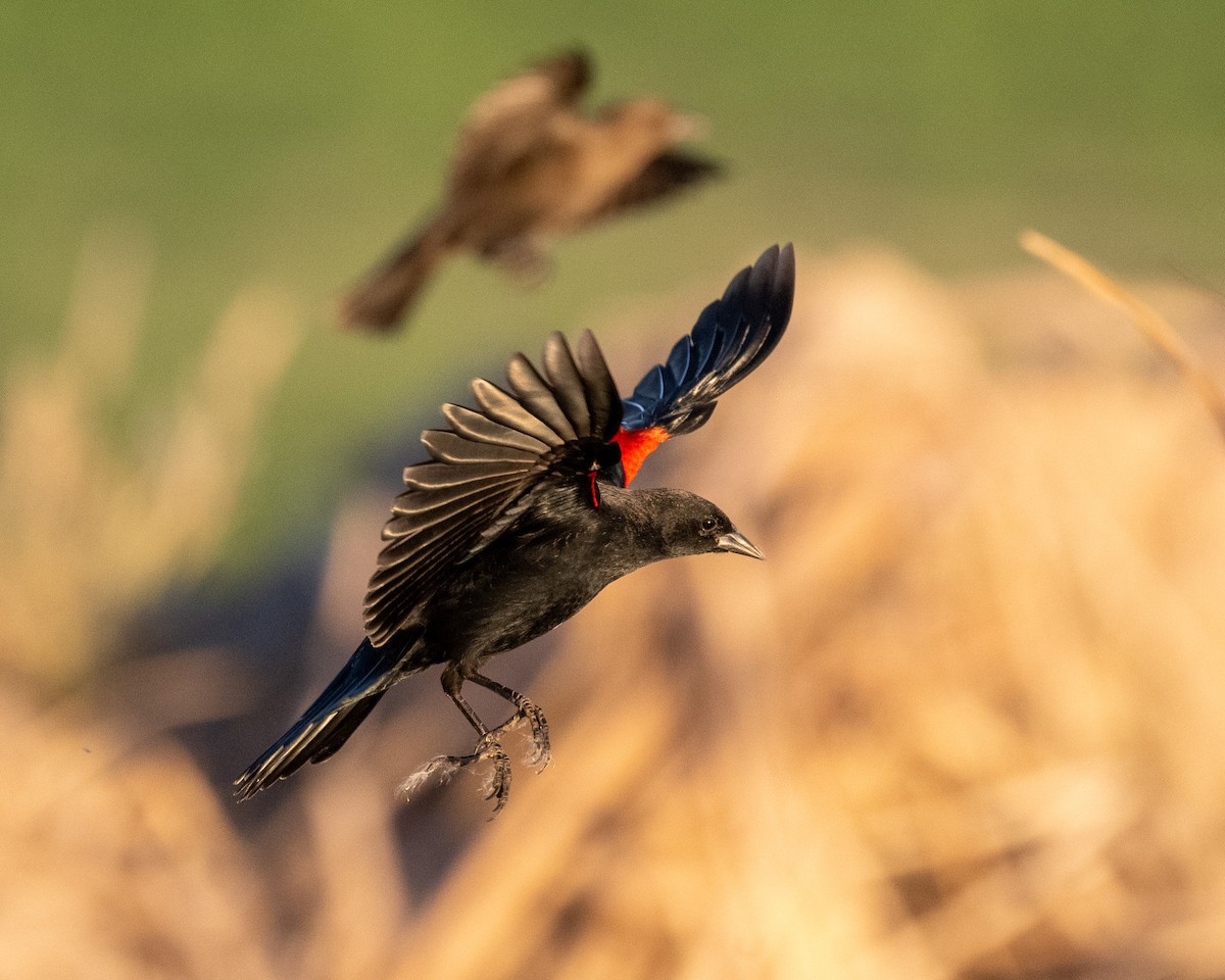 Red-winged Blackbird - ML645133295