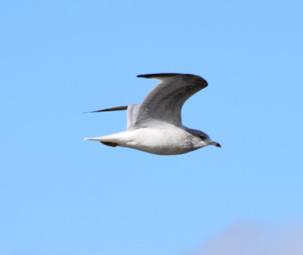 Ring-billed Gull - ML645133296
