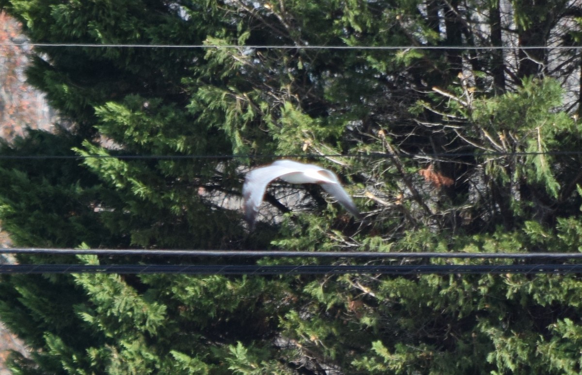 Ring-billed Gull - ML645133297