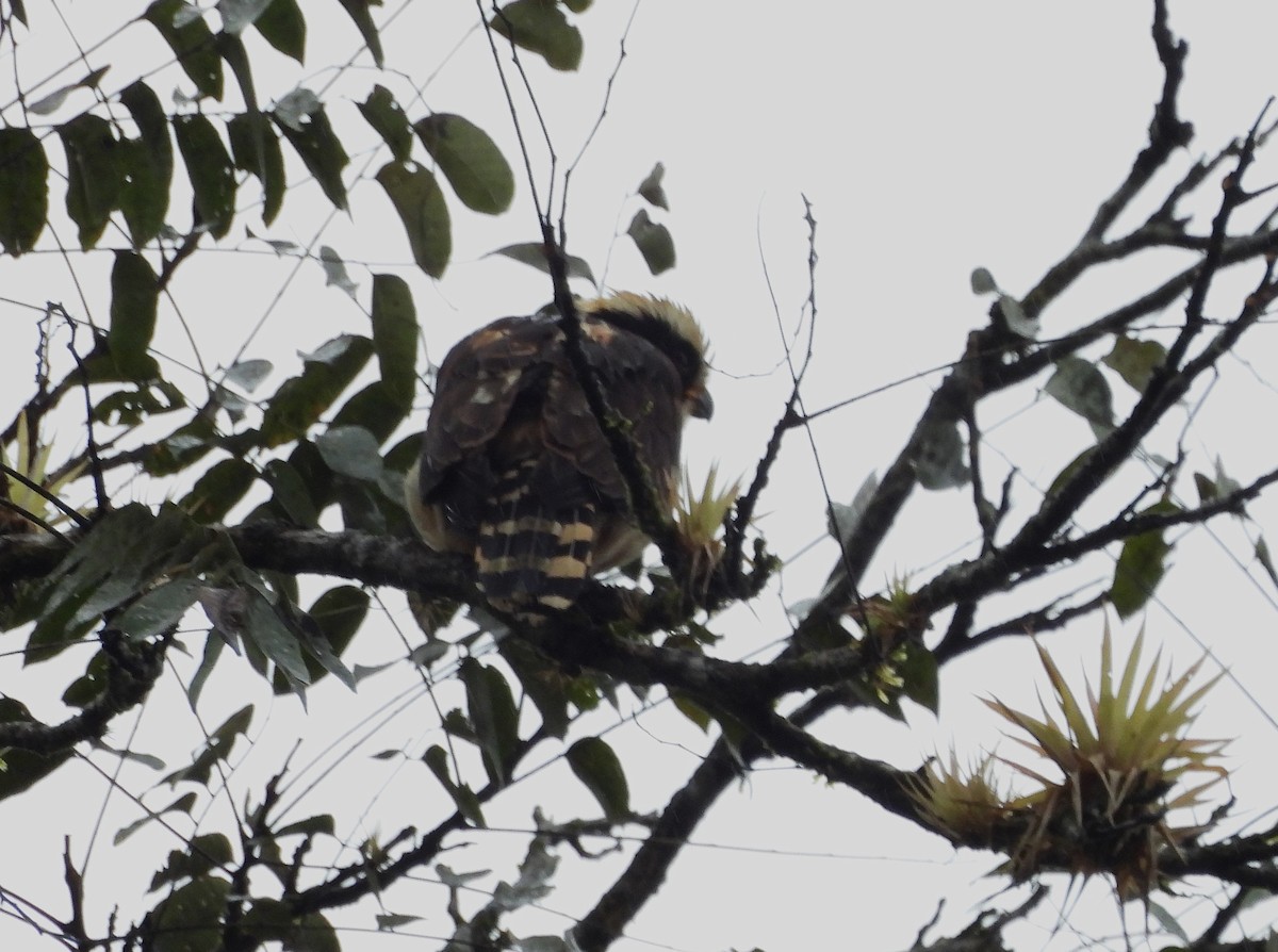 Laughing Falcon - ML645133300