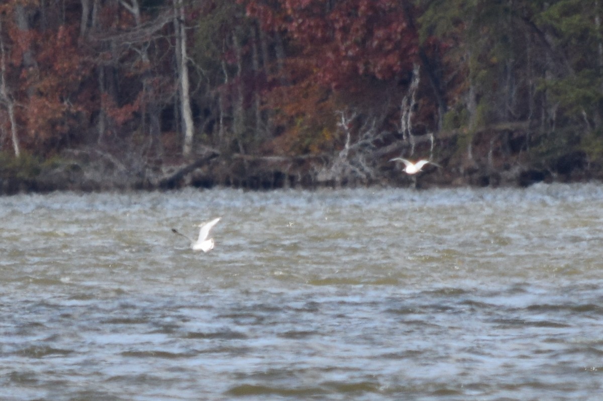 Ring-billed Gull - ML645133302