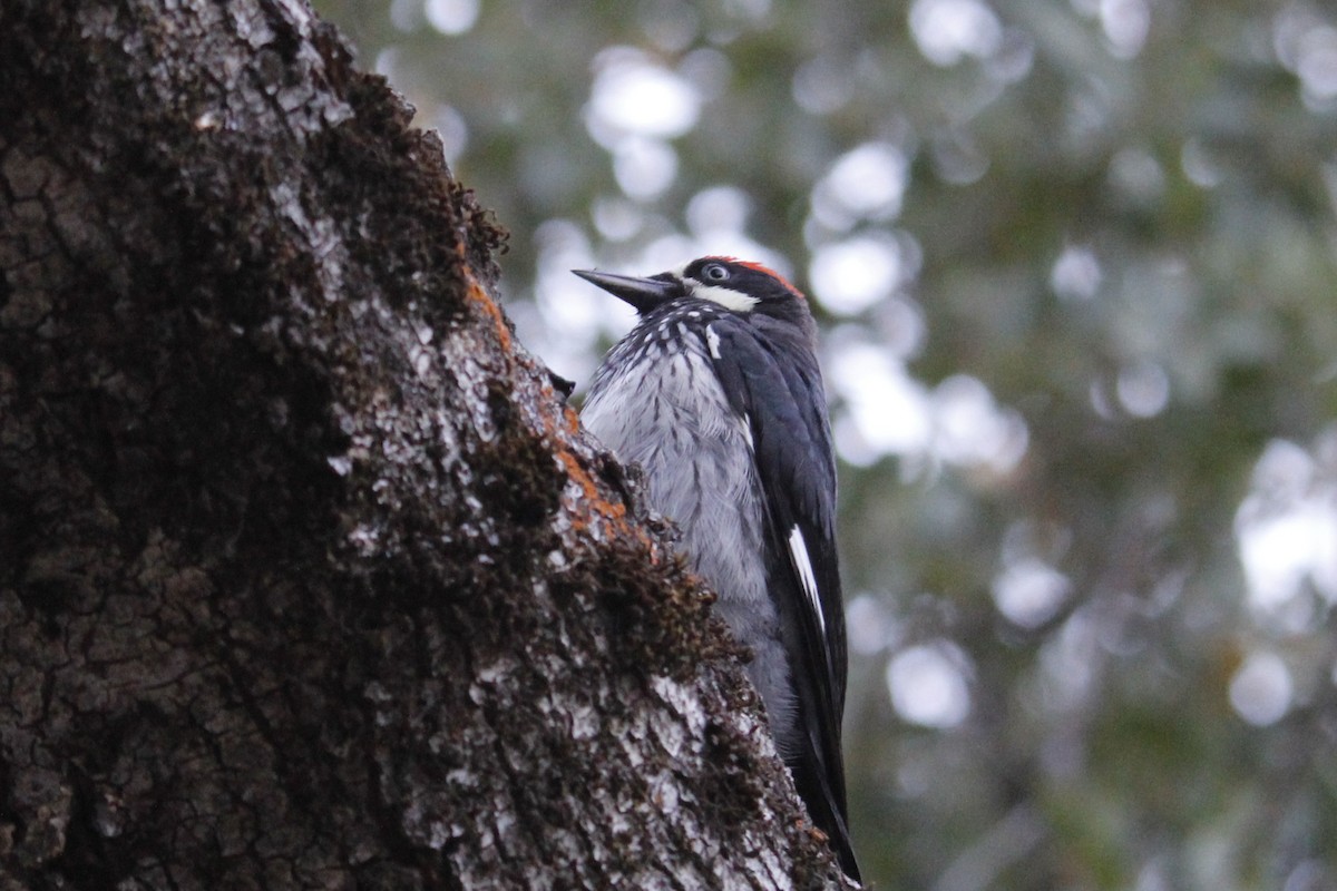Acorn Woodpecker - ML645133304
