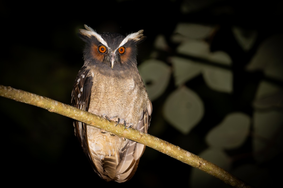 Crested Owl - ML645133305