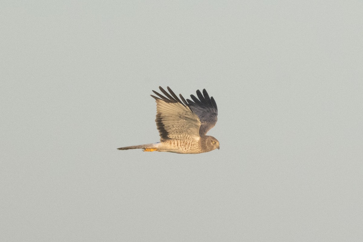 Northern Harrier - ML645133306