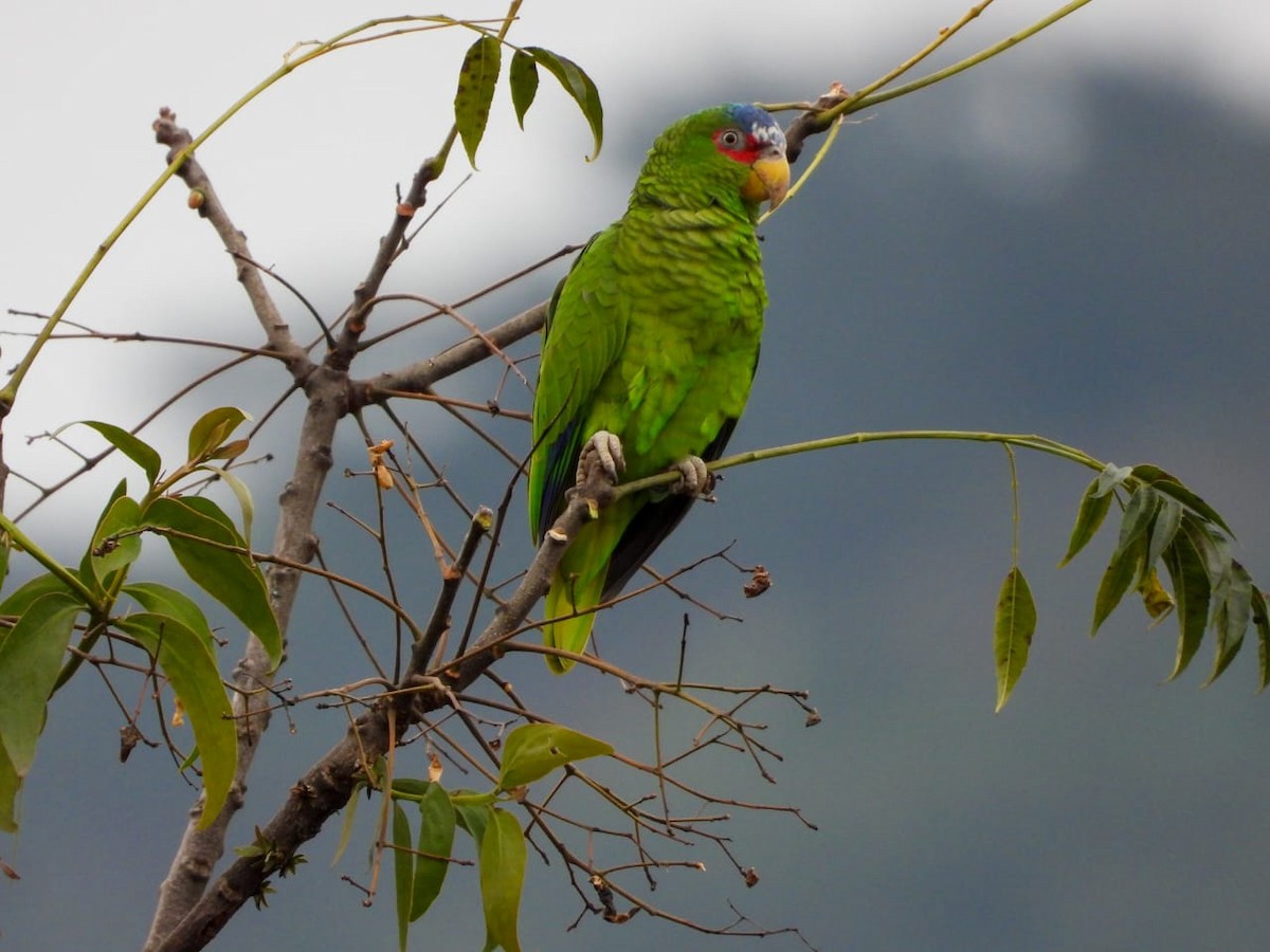 White-fronted Amazon - ML645133307