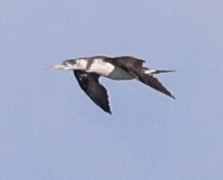 Northern Gannet - ML645133308
