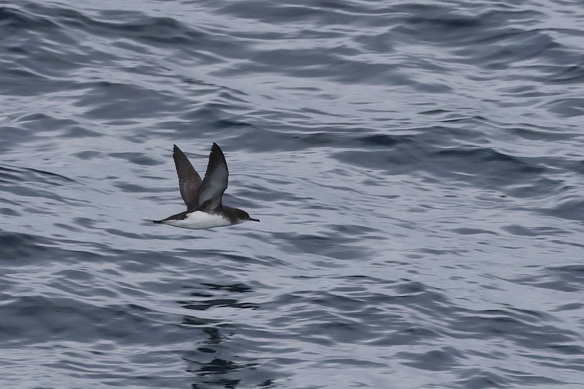 Fluttering Shearwater - ML645133323