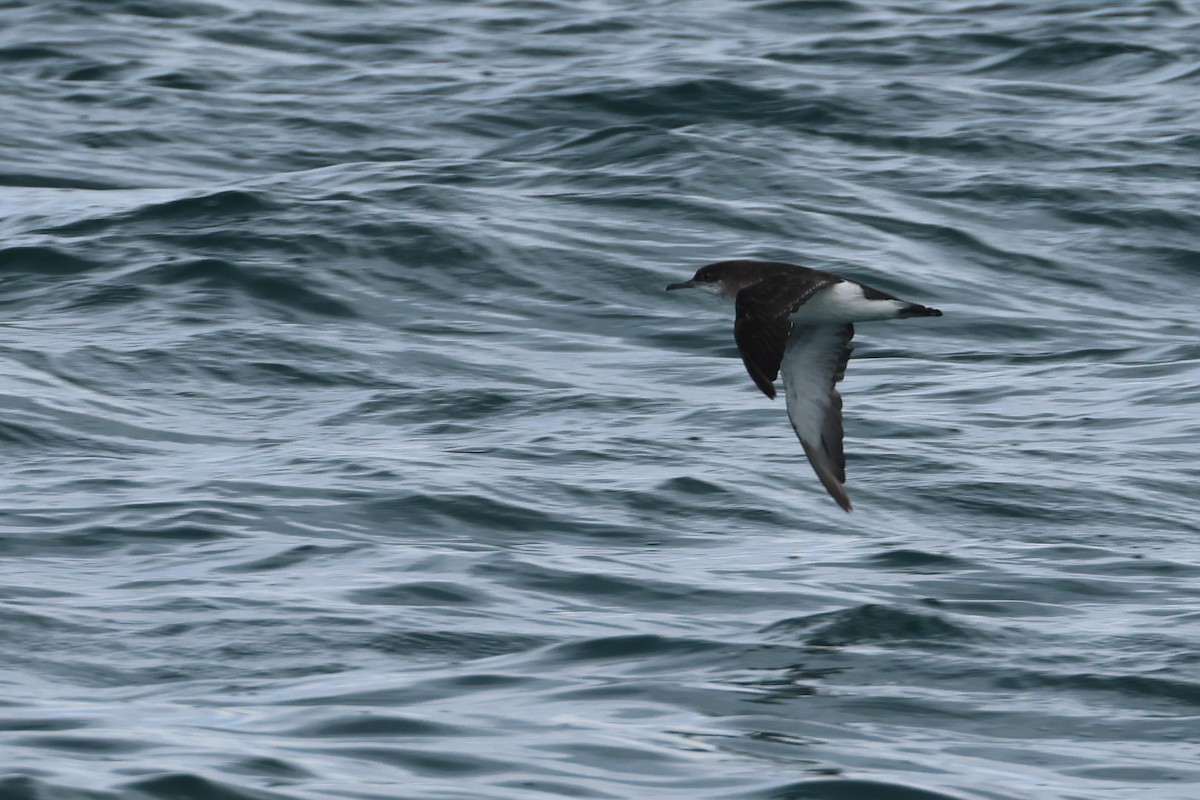 Fluttering Shearwater - ML645133324