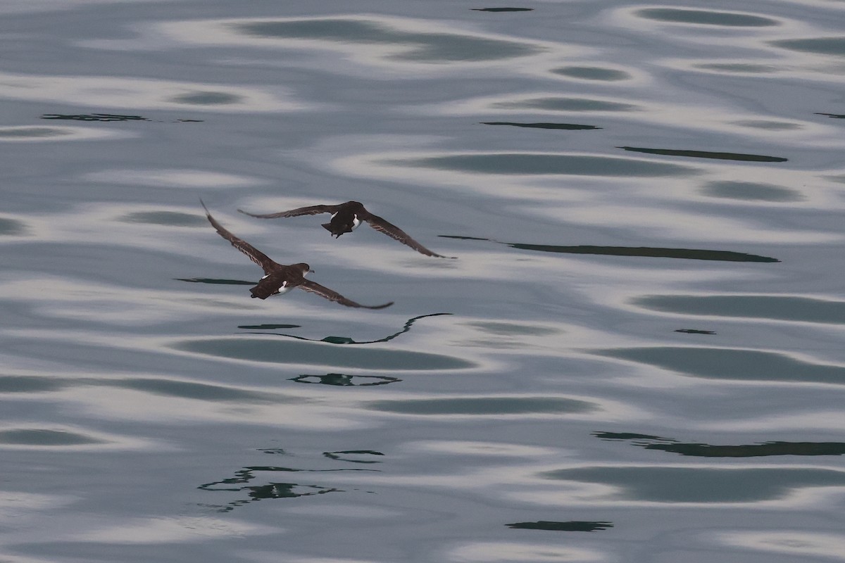 Fluttering Shearwater - ML645133325