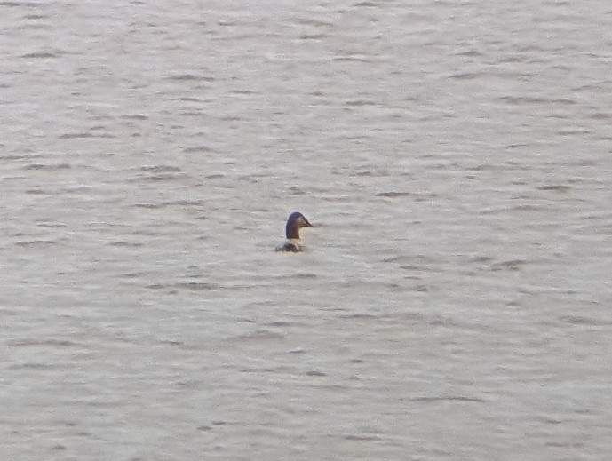 polák dlouhozobý - ML645133328