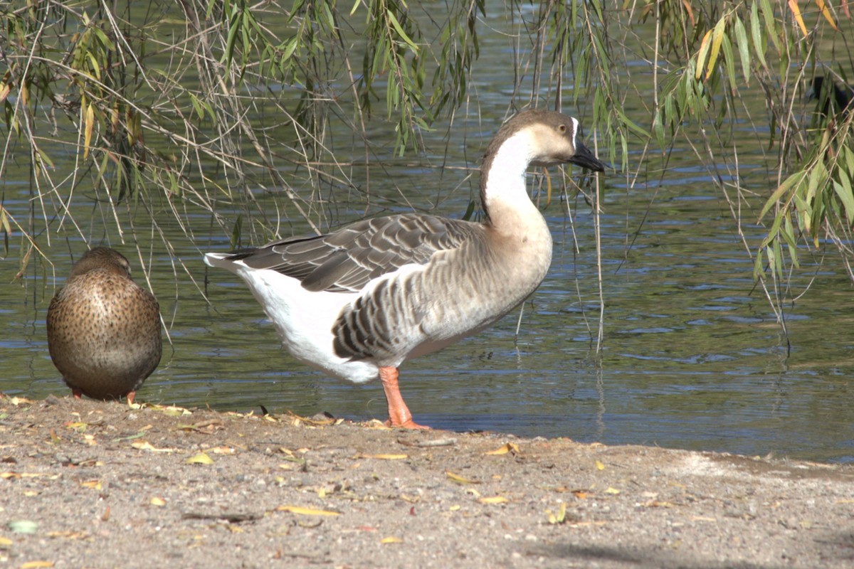 husa labutí (domestikovaná) - ML645133330