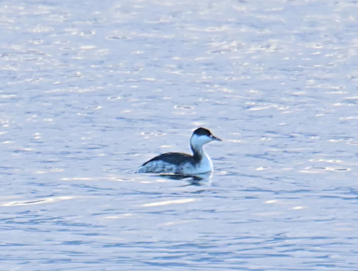 ミミカイツブリ - ML645133336