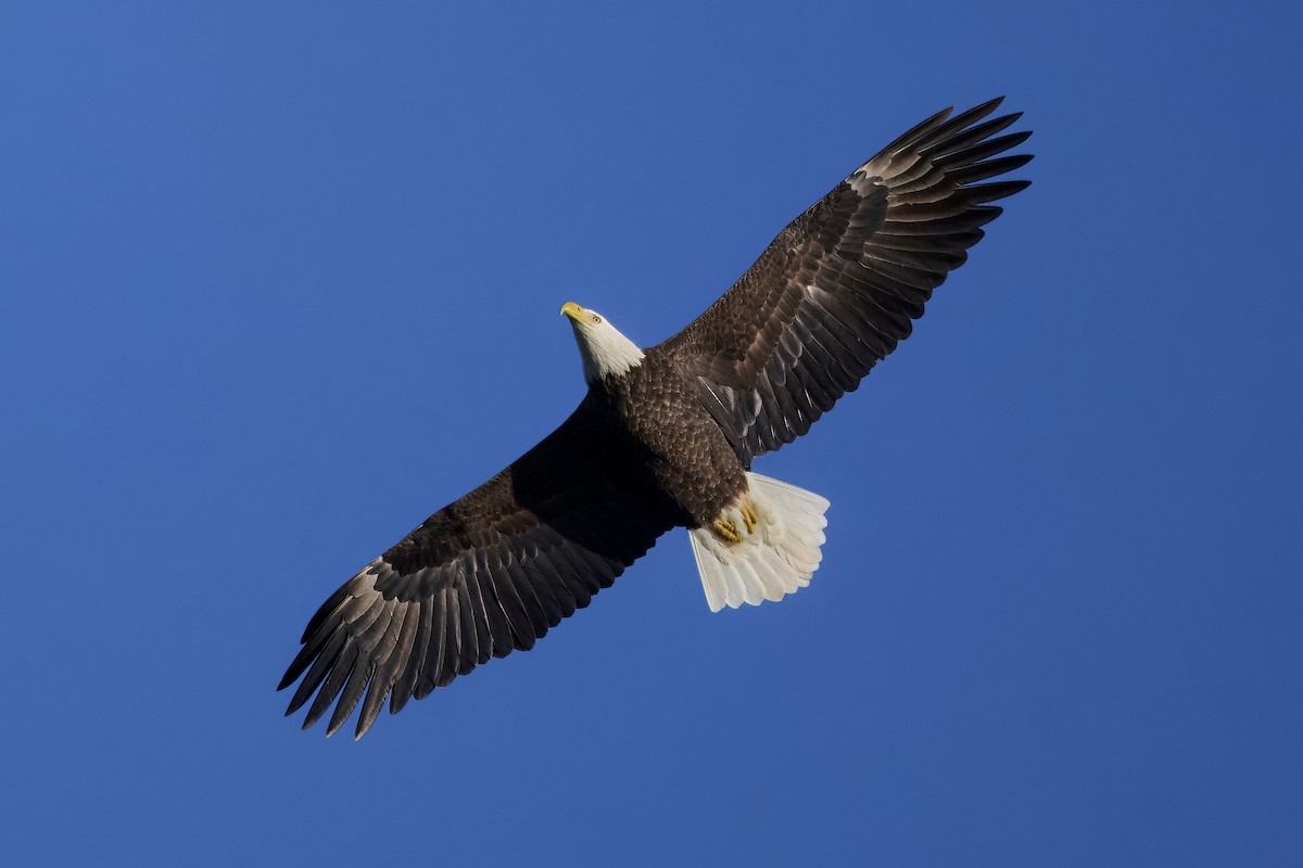 Bald Eagle - ML645133339