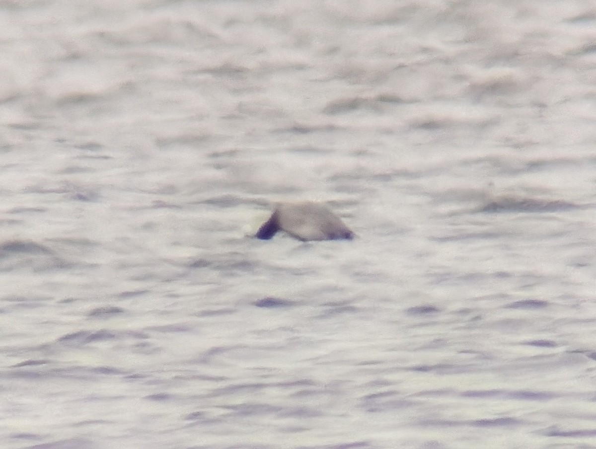 polák dlouhozobý - ML645133348