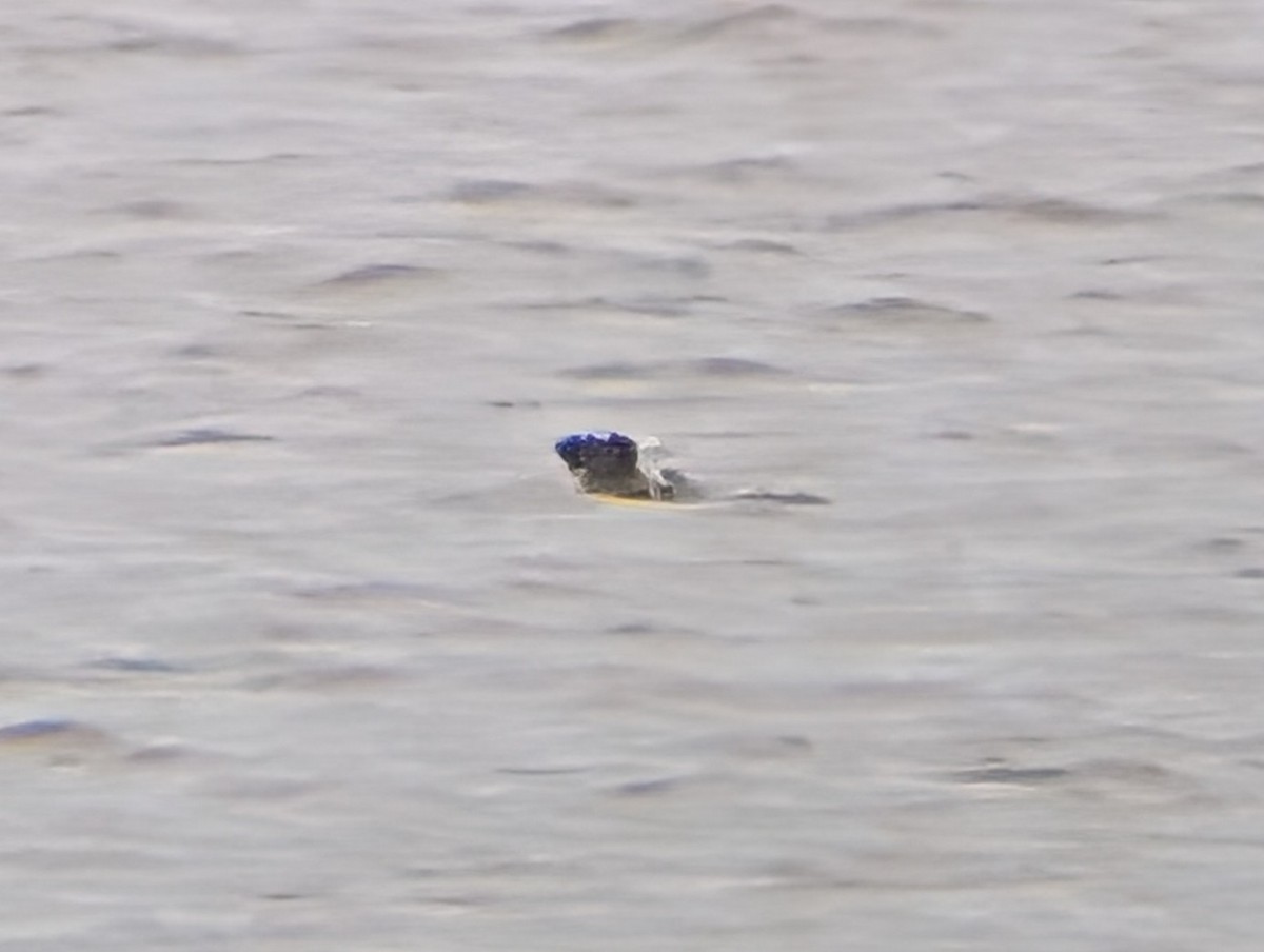 polák dlouhozobý - ML645133349