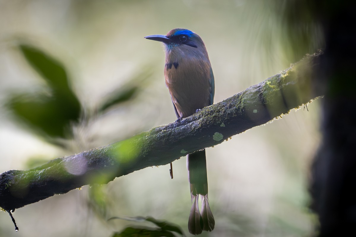 Keel-billed Motmot - ML645133371